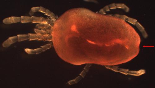 Réf. 195 632 : Paratrombium sp.